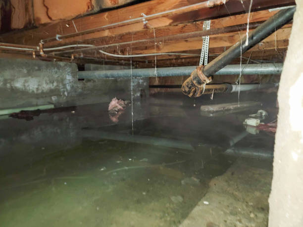 Best Local water damage restoration  in East Marion, NY